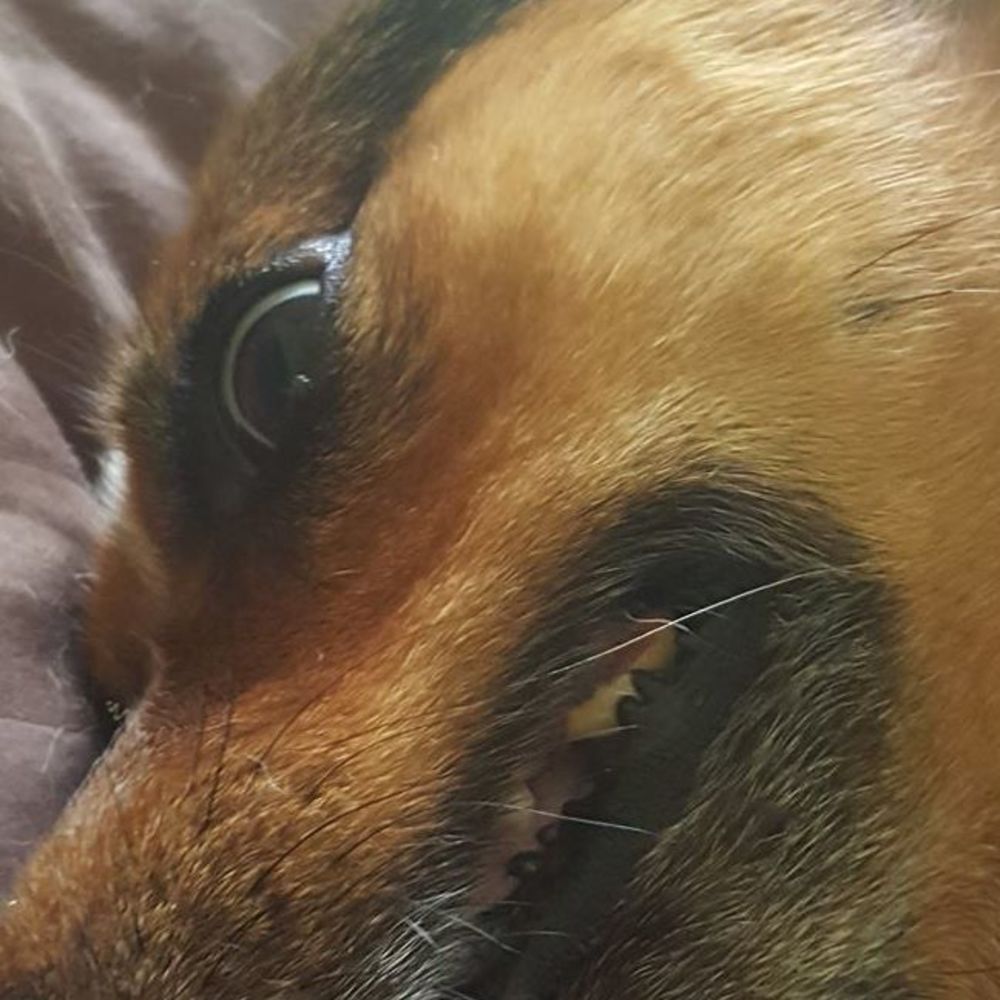 Meet your Posher, Molly